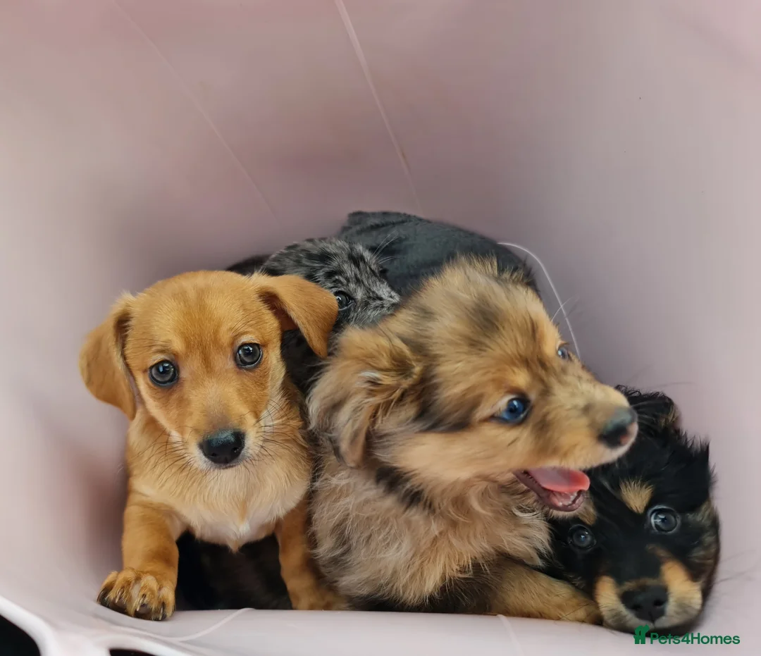 Mixed Breed dogs for sale: Dachshund pomchi puppys  in Blackpool - Advert 2