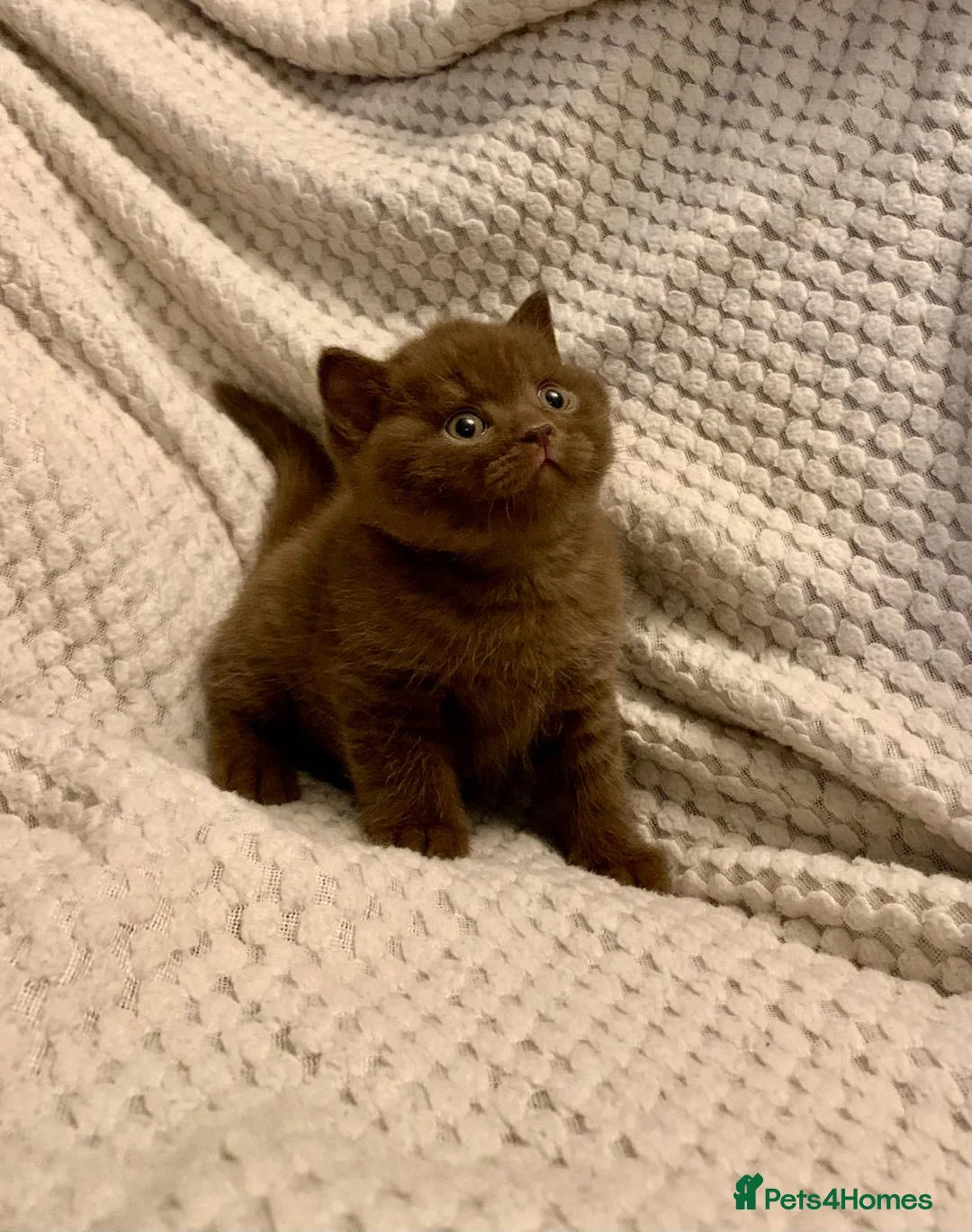 British Shorthair cats for sale: GCCF choclate British shorthair kittens READY NOW  - Advert 19