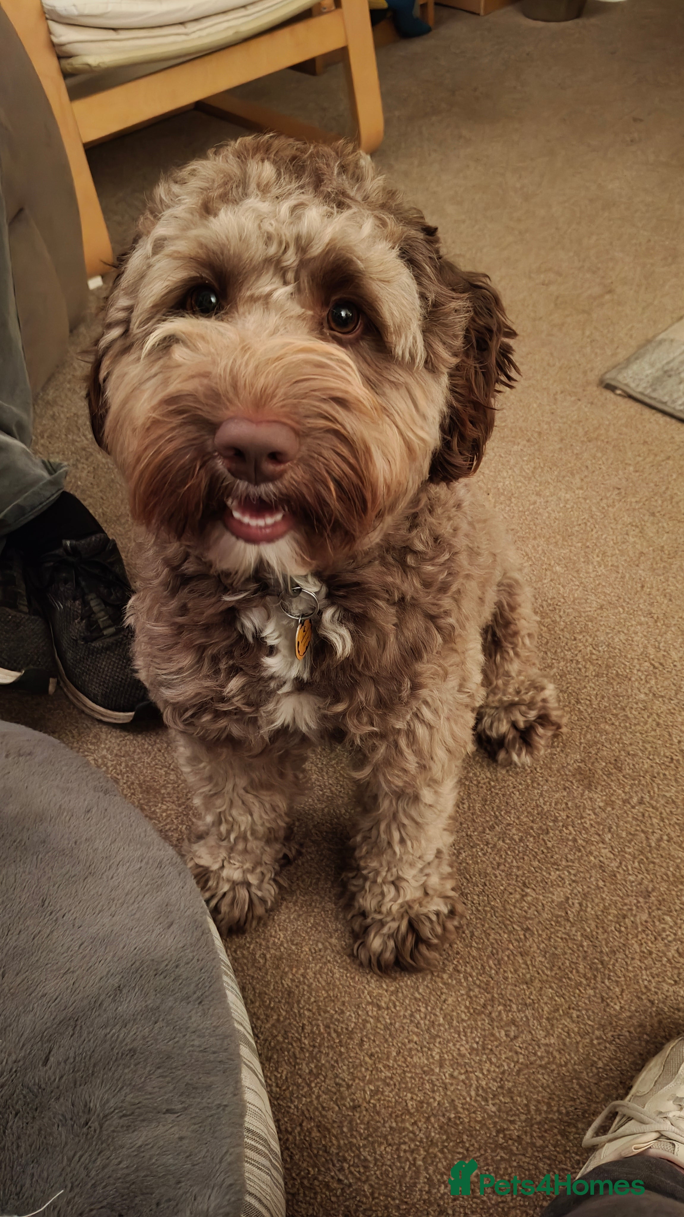 Labradoodle dogs 🌟Quality Australian Labradoodle 🌟 - Advert 15