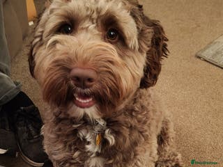Labradoodle dogs 🌟Quality Australian Labradoodle 🌟 - Advert 2