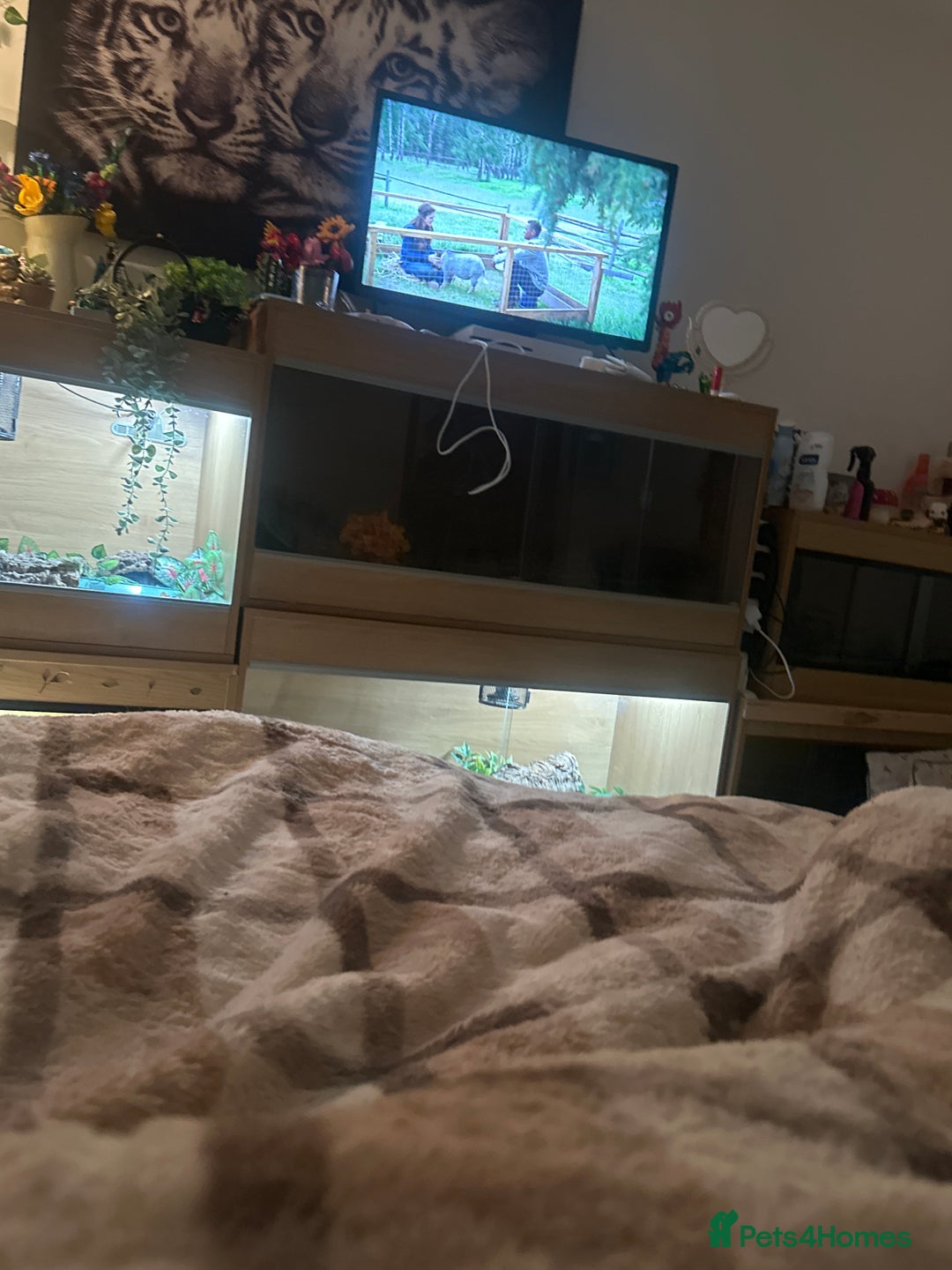 Boa Snake reptiles for sale: Male ball phyton - Advert 4