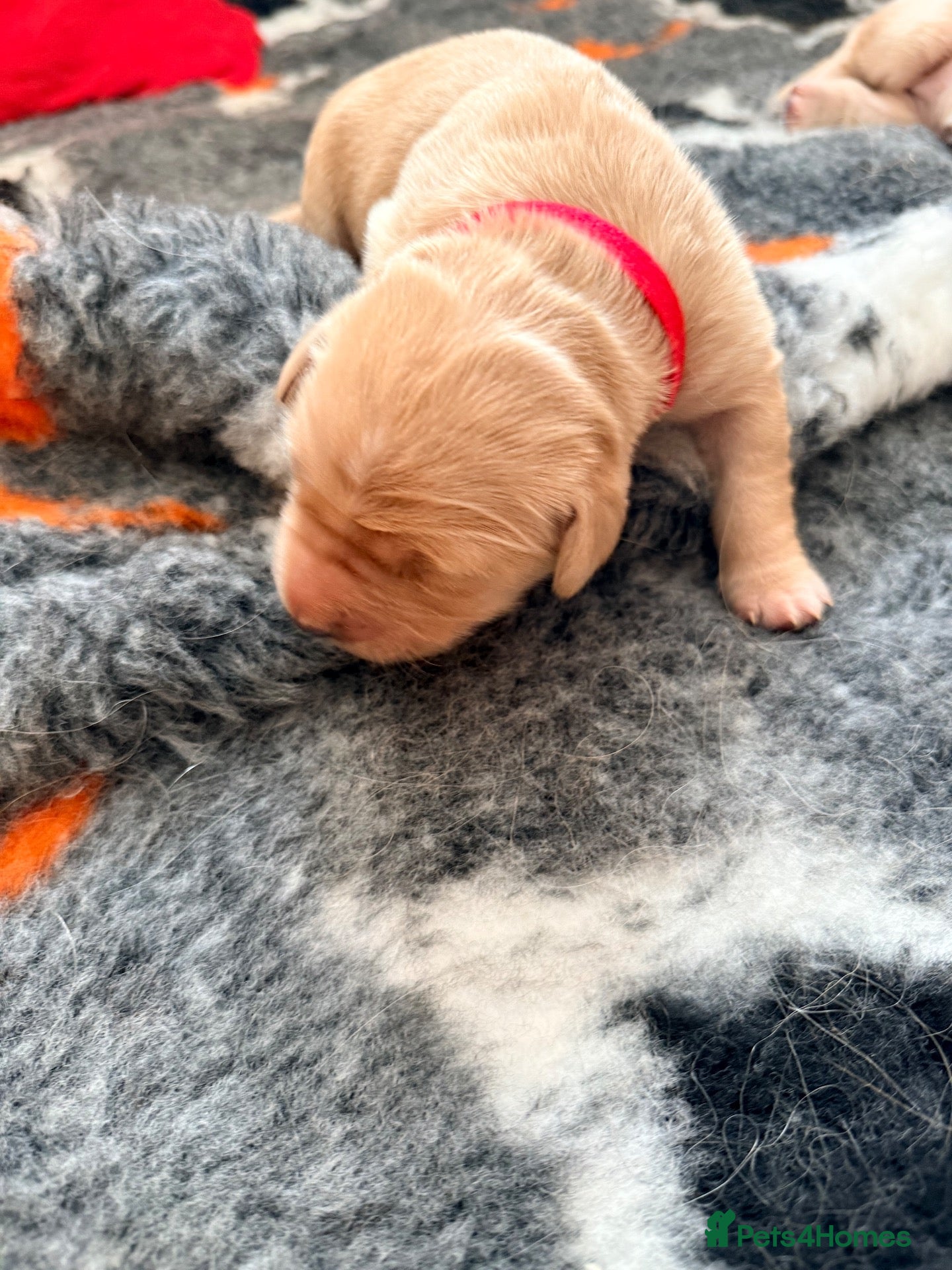 Golden Retriever dogs 🐾 Golden Retriever Puppies — 3 Girls & 2 Boys 🐾 - Advert 13