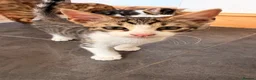 Mixed Breed cats for sale: Gorgeous Mixed Bengal Kittens in Enfield - Advert 3