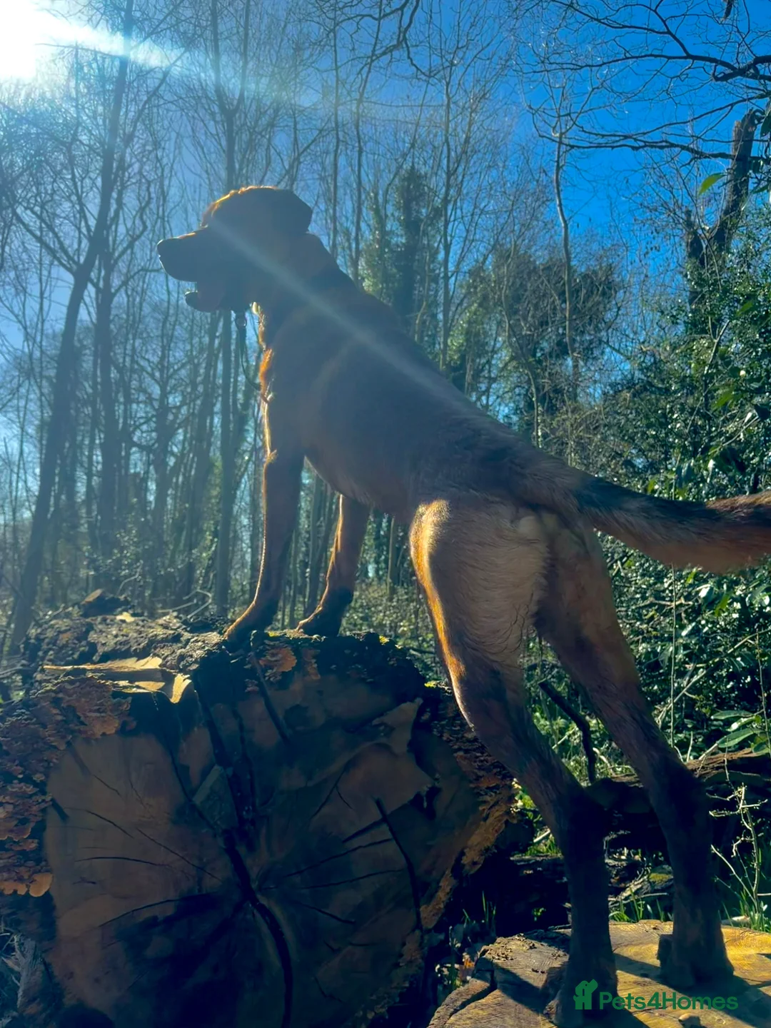 Mixed Breed dogs for stud: rottie x dutch herder for stud in Birmingham - Advert 7