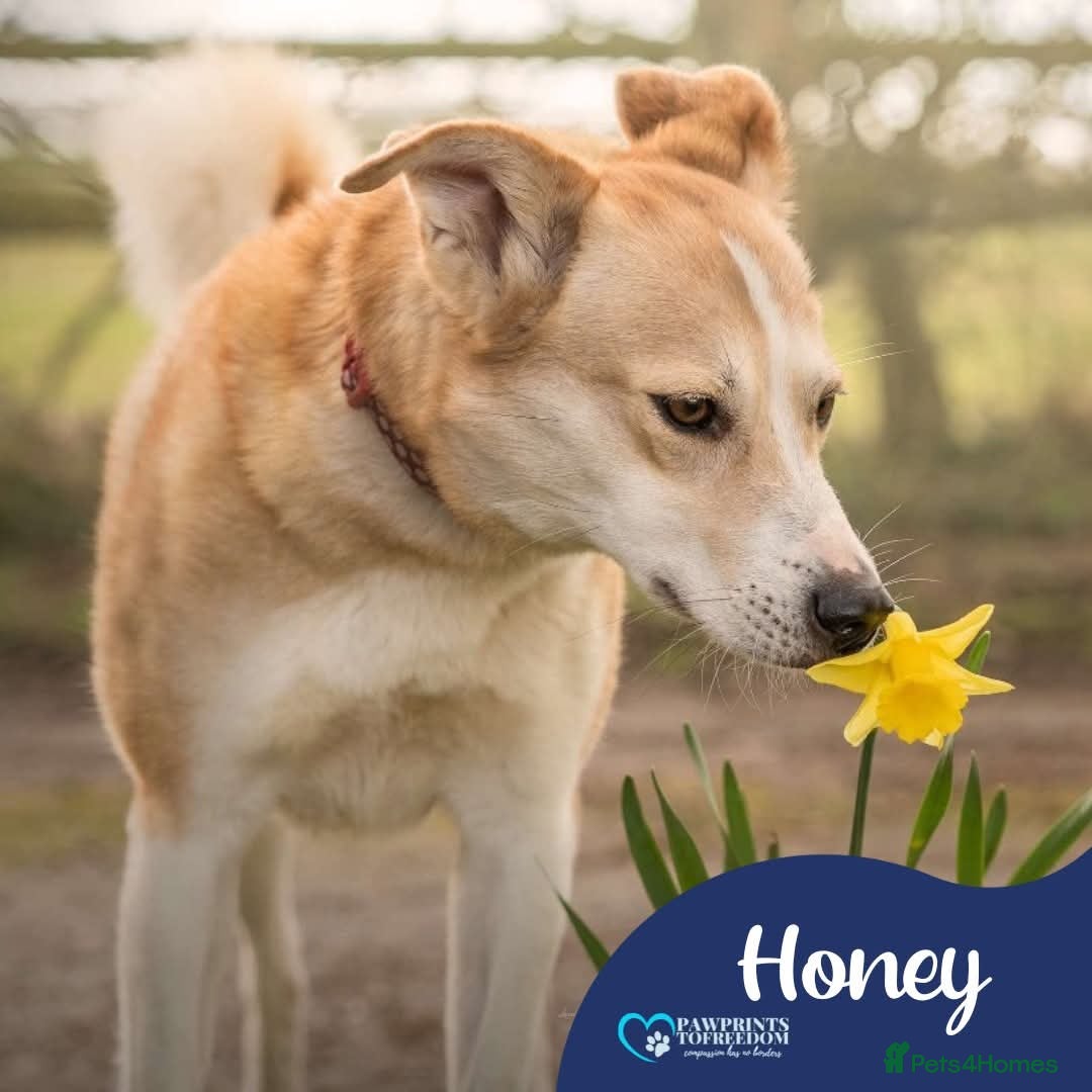 Mixed Breed dogs Meet Honey, currently residing in Cheshire  - Advert 7