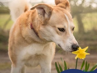 Mixed Breed dogs - Advert 30