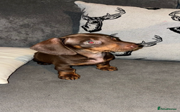 Miniature Dachshund dogs for sale: Mini dachshunds  - Advert 1