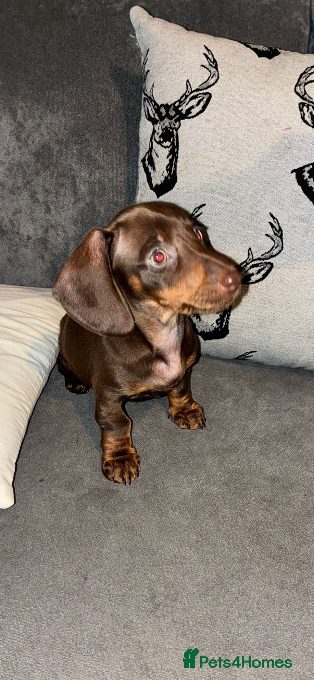 Miniature Dachshund dogs for sale: Mini dachshunds  - Advert 1