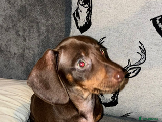 Miniature Dachshund dogs - Advert 25