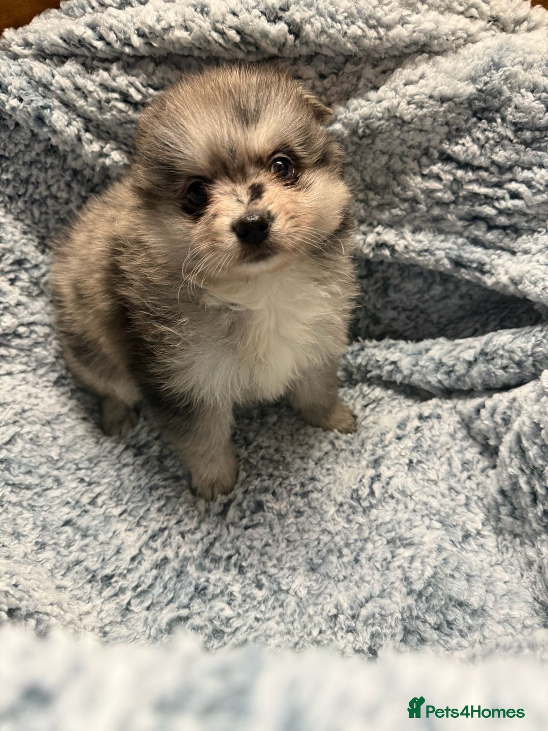 Pomeranian dogs for sale: Puppies Ready for new homes  - Advert 15