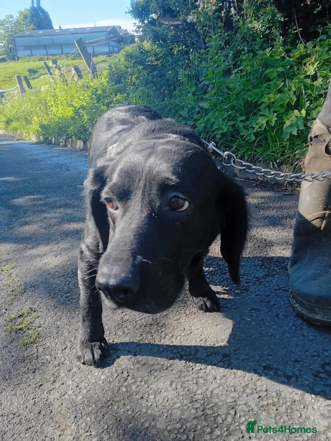 Cocker Spaniel dogs for sale: Here are 3 gorgeous cocker spaniel pups  - Advert 18