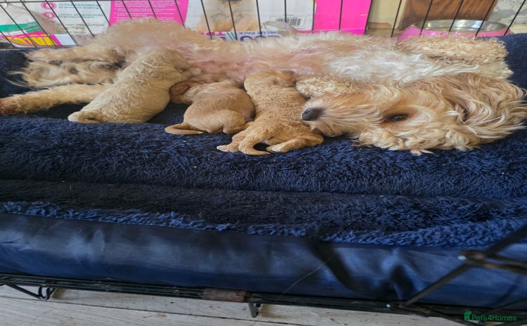 Cockapoo dogs - Advert 1