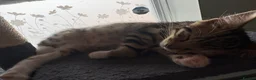 Bengal cats for sale: 🐾Stunning Bengal Kittens ready for Loving Homes🐾 - Advert 19