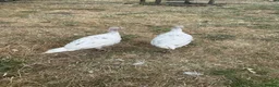 Turkeys poultry for sale: 2 crollwitzer turkeys for sale - Advert 2