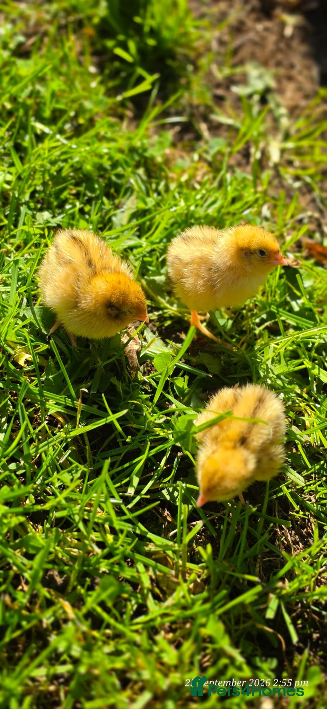 Quail poultry for sale: Quail chicks - Advert 3