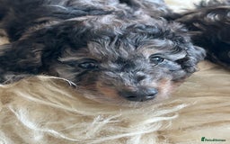 Cockapoo dogs for sale: Fb2 miniature cockapoo - Advert 33