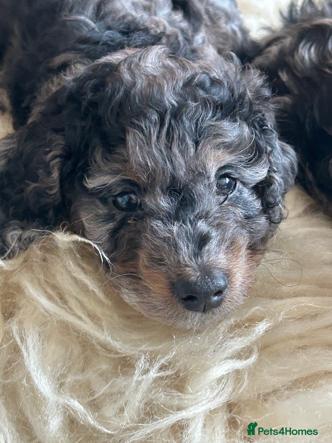 Cockapoo dogs for sale: Fb2 miniature cockapoo - Advert 33