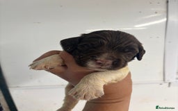 English Springer Spaniel dogs for sale: Kc Springer Spaniel Puppies - Image 10