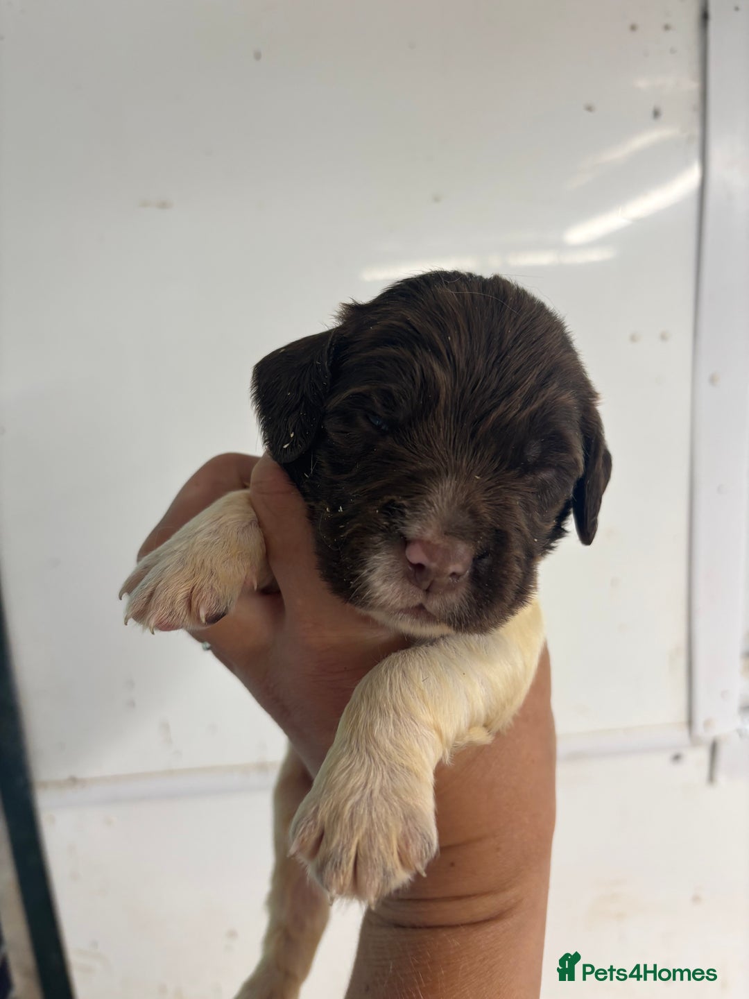 English Springer Spaniel dogs for sale: Kc Springer Spaniel Puppies - Image 10