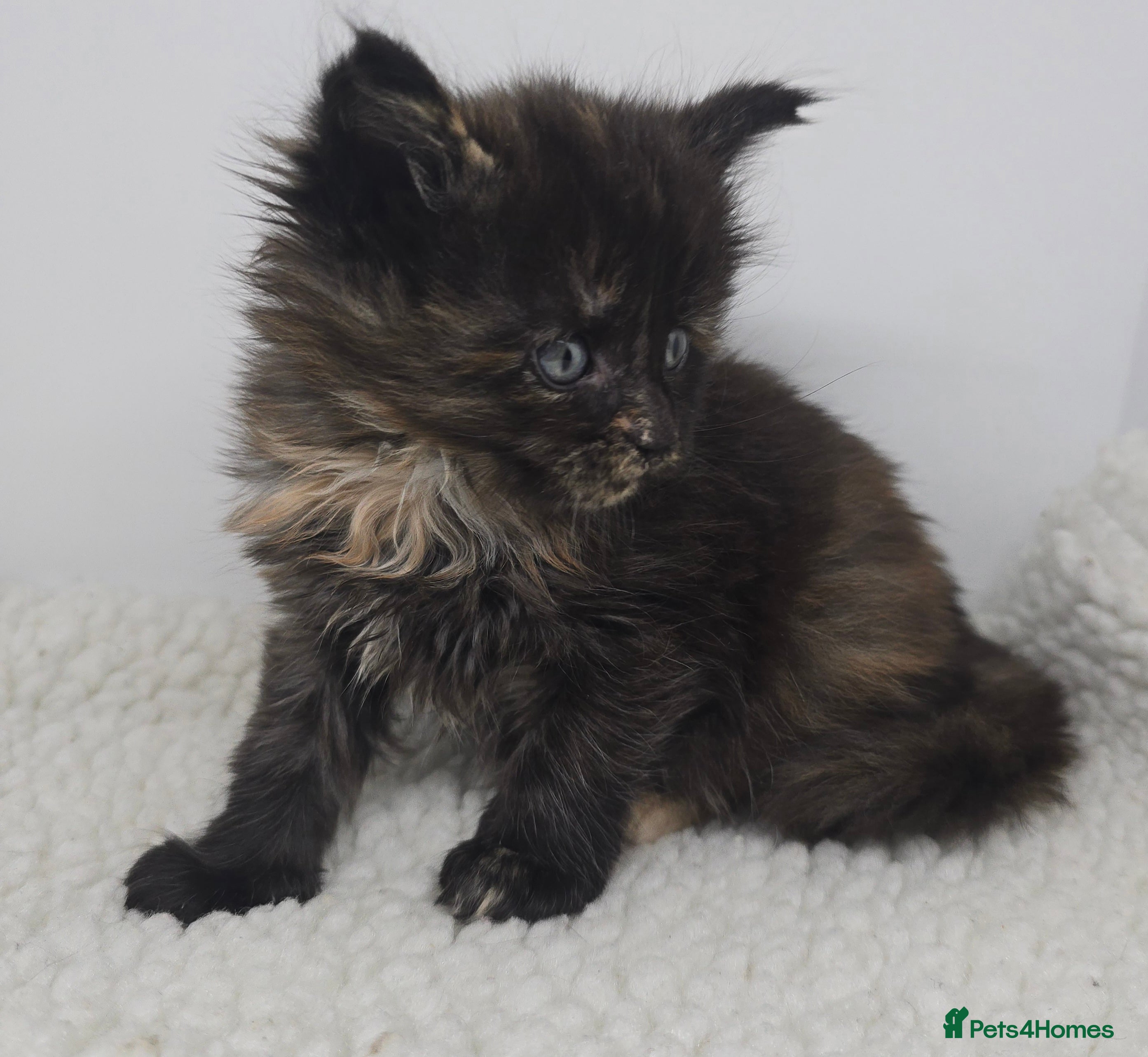 Maine Coon cats Amazing Large Purebred Maine Coon Kittens - Advert 5