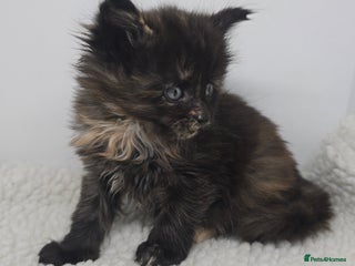 Maine Coon cats Amazing Large Purebred Maine Coon Kittens - Advert 5