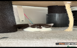 British Shorthair cats for sale: Beautiful half BSH Kittens  - Image 20