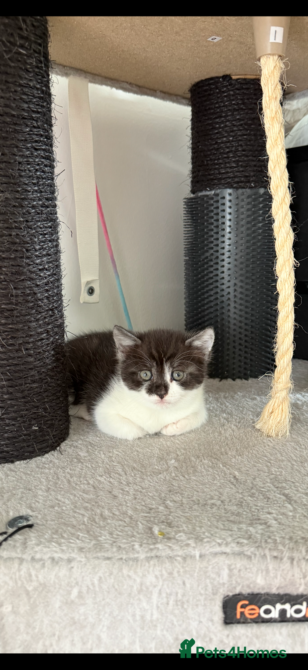 British Shorthair cats for sale: Beautiful half BSH Kittens  - Image 20