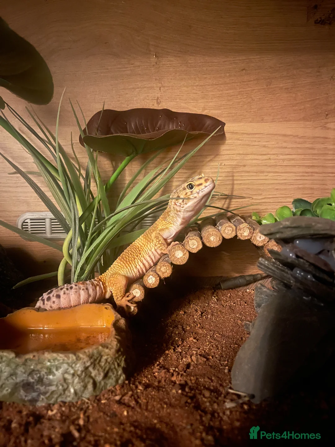 Leopard Gecko reptiles for sale: Leopard Gecko + Premium 3ft Vivarium Setup - Advert 2