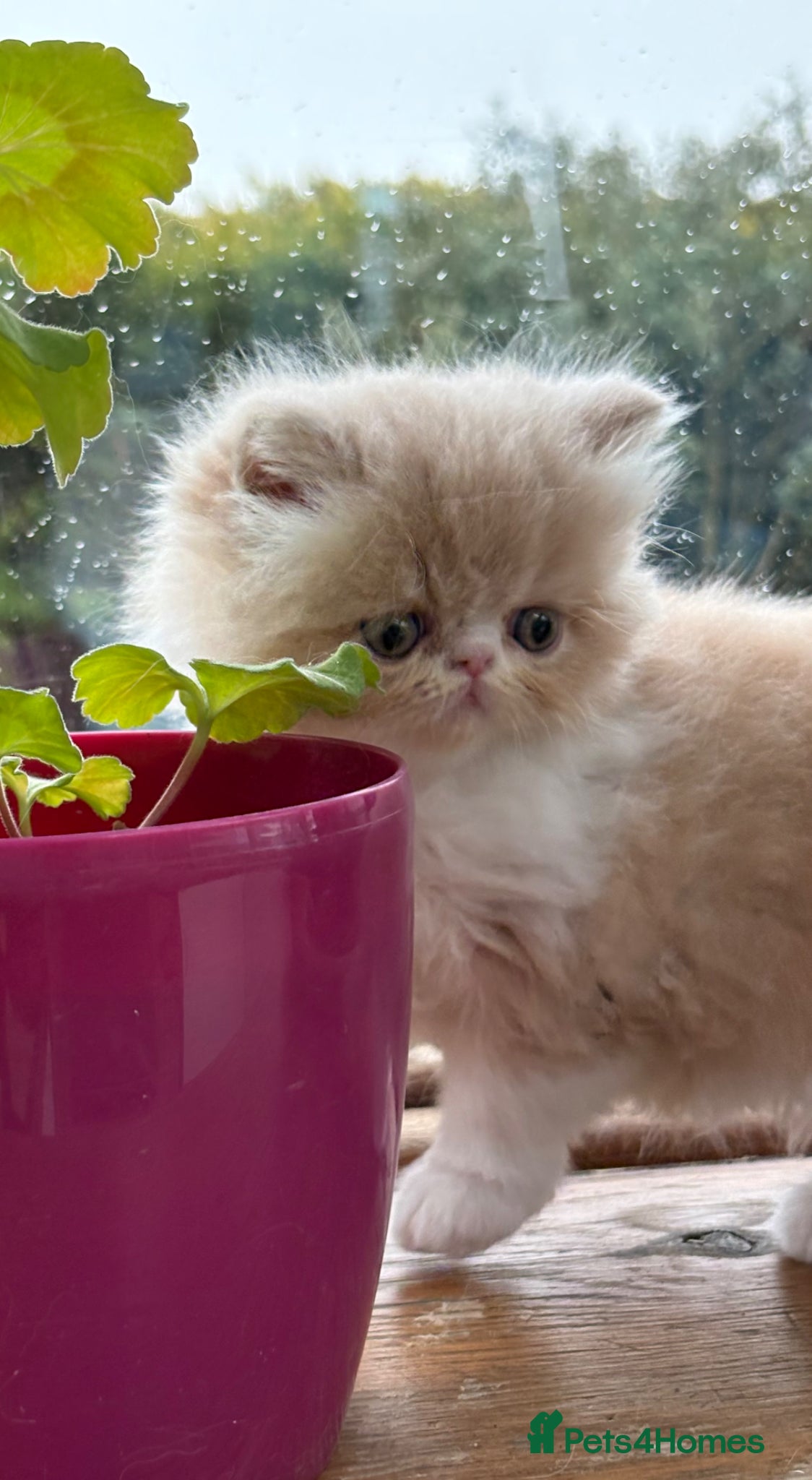 Exotic cats 4 Exotic Kittens  - Advert 4