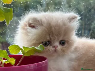 Exotic cats 4 Exotic Kittens - Advert 4