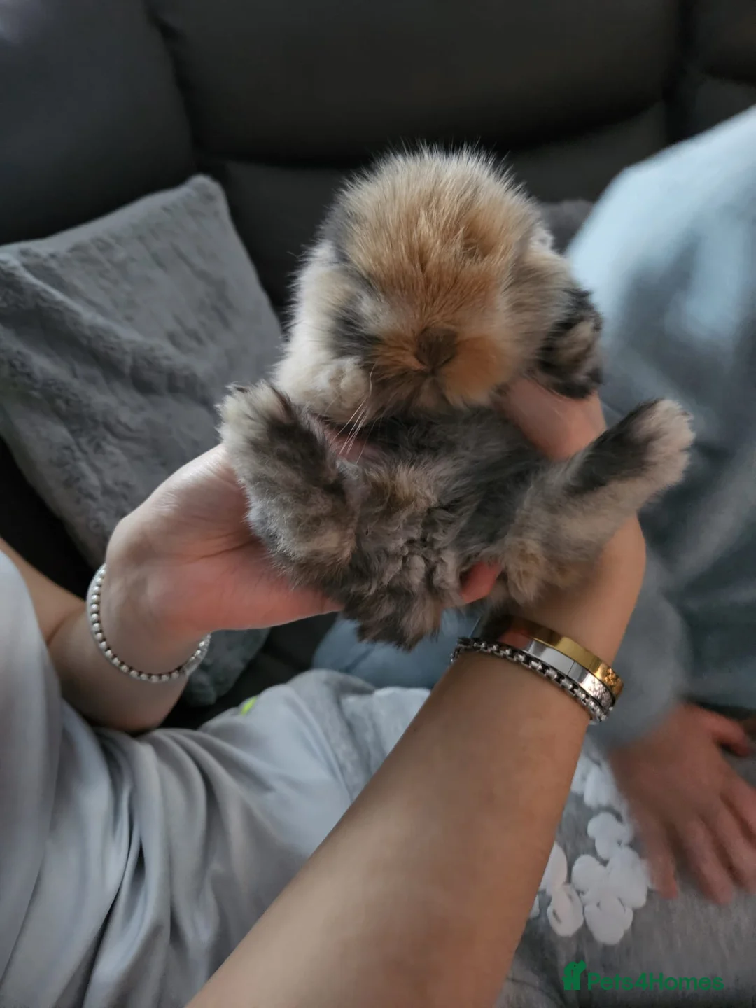 Mini Lion Lop rabbits for sale: Mini lion lop - Advert 6