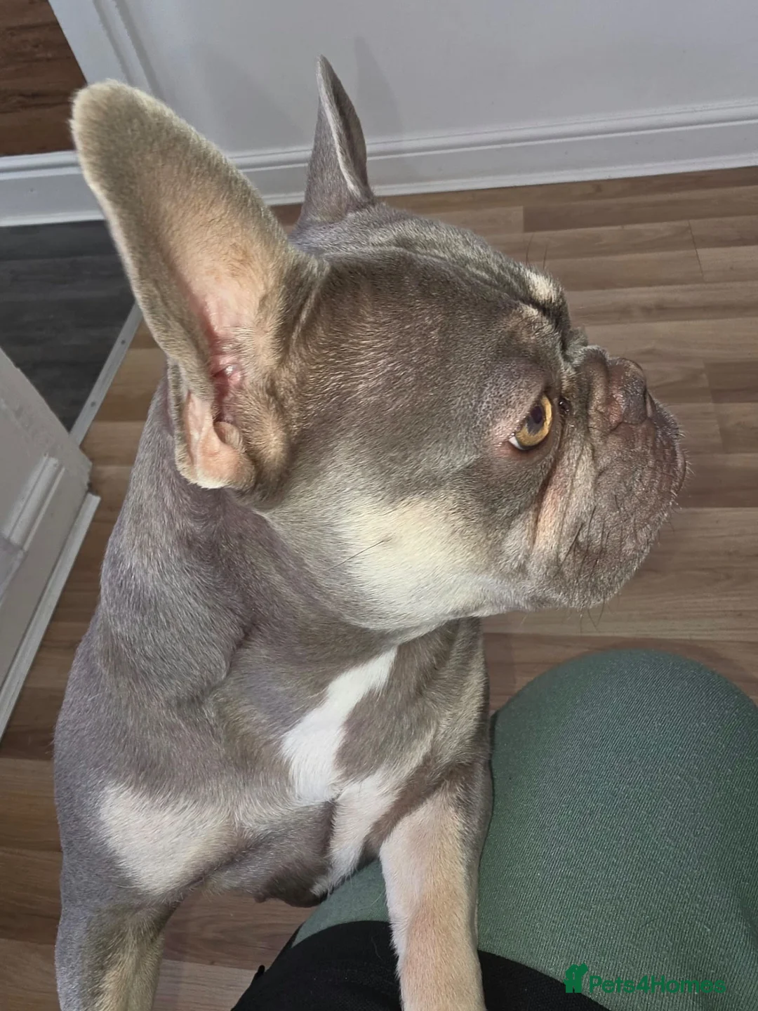 French Bulldog dogs for sale: French buldog  in Mansfield - Advert 2