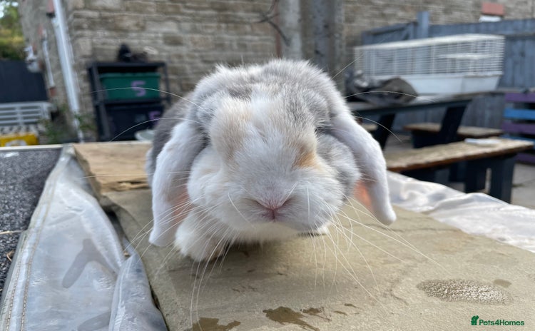 Mini Lop rabbits - Advert 6
