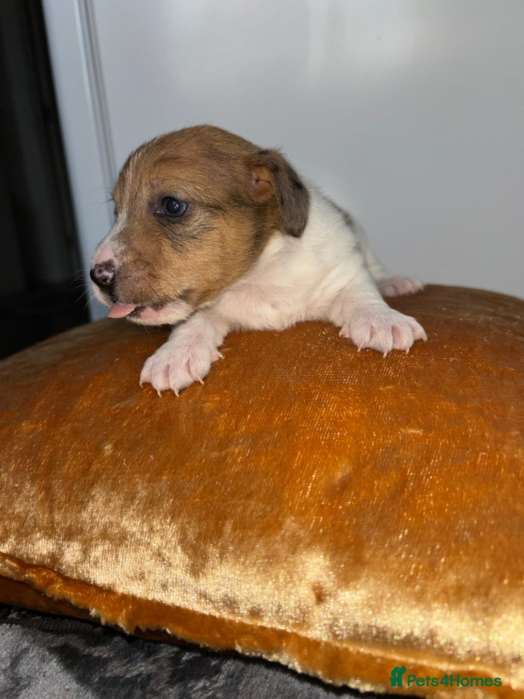 Jack Russell dogs for sale: One boy and one girl Jack Russell left  - Image 14