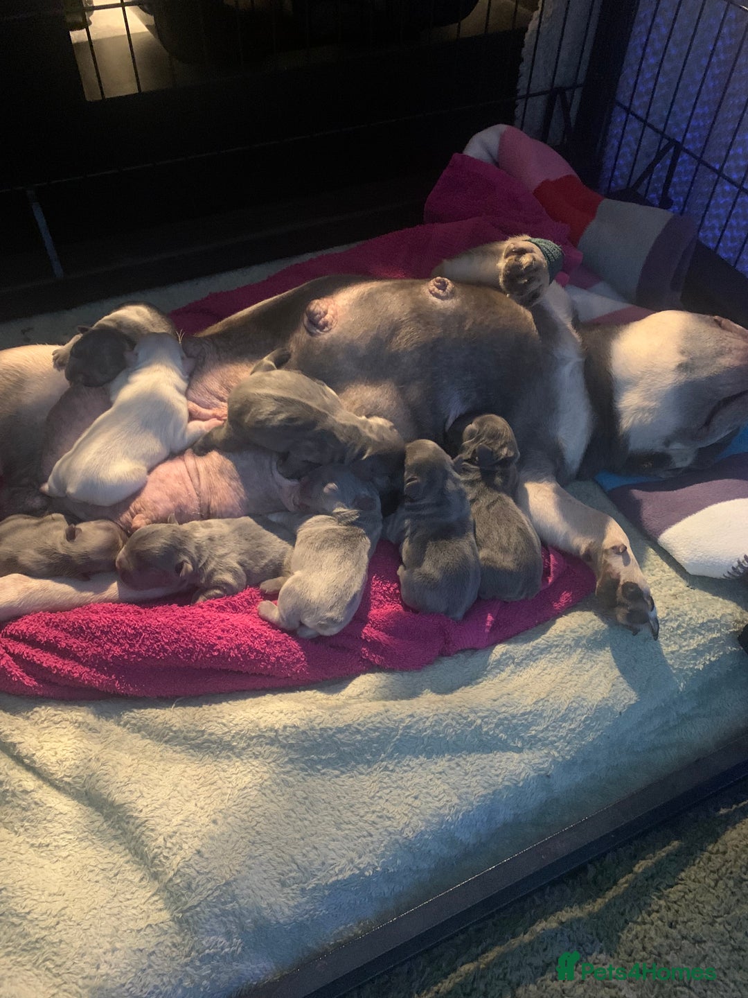 French Bulldog dogs for sale:  French Bulldog beautiful litter of boys and girls - Image 13