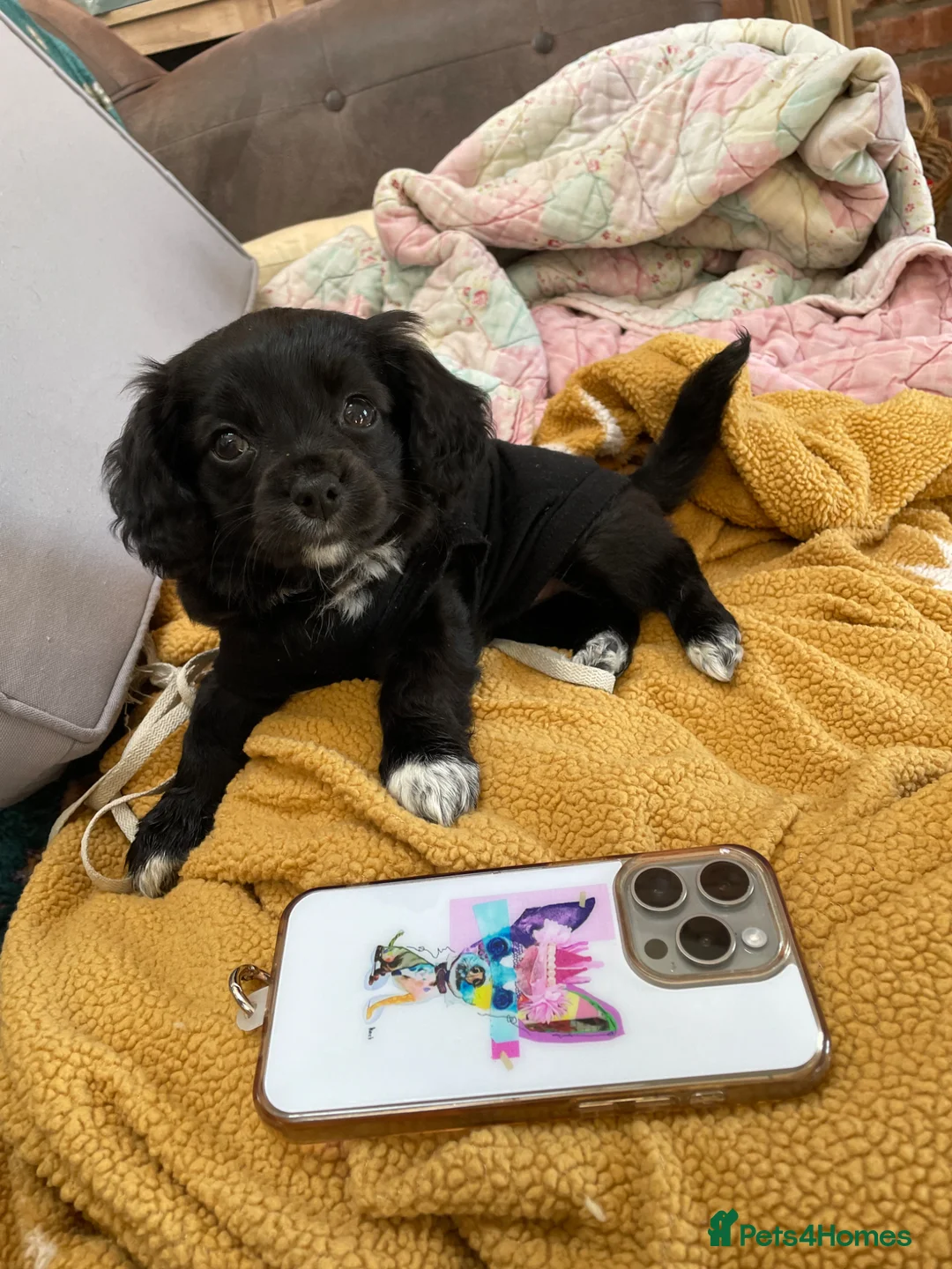 Mixed Breed dogs for sale: 2 left! Chihuahua x Cocker Spaniel cockerhuahua - Advert 1