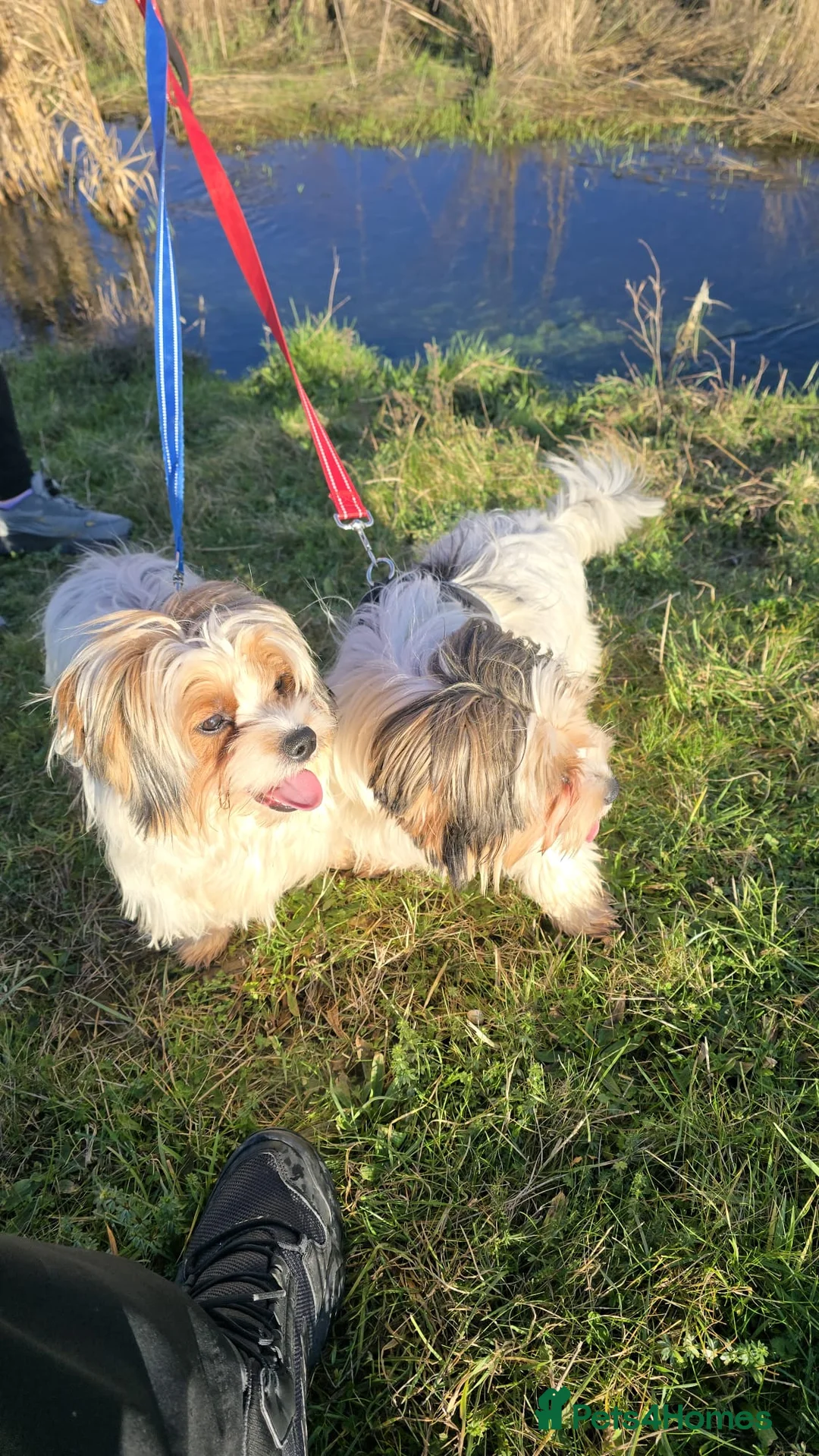 Biewer Terrier dogs for sale: 🐾 Adorable Biewer Terrier Puppies – Bedfordshire - Advert 6