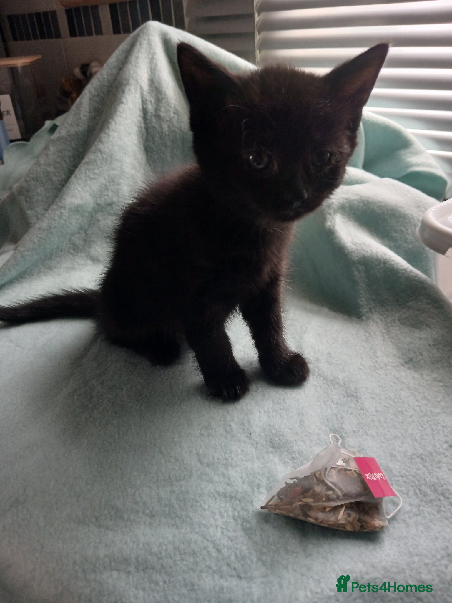 Mixed Breed cats for sale: 4 boys - Advert 6