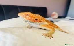 Bearded Dragon reptiles for sale: Female Bearded Dragon with full set up  - Image 1