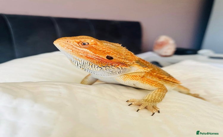 Bearded Dragon reptiles - Advert 1