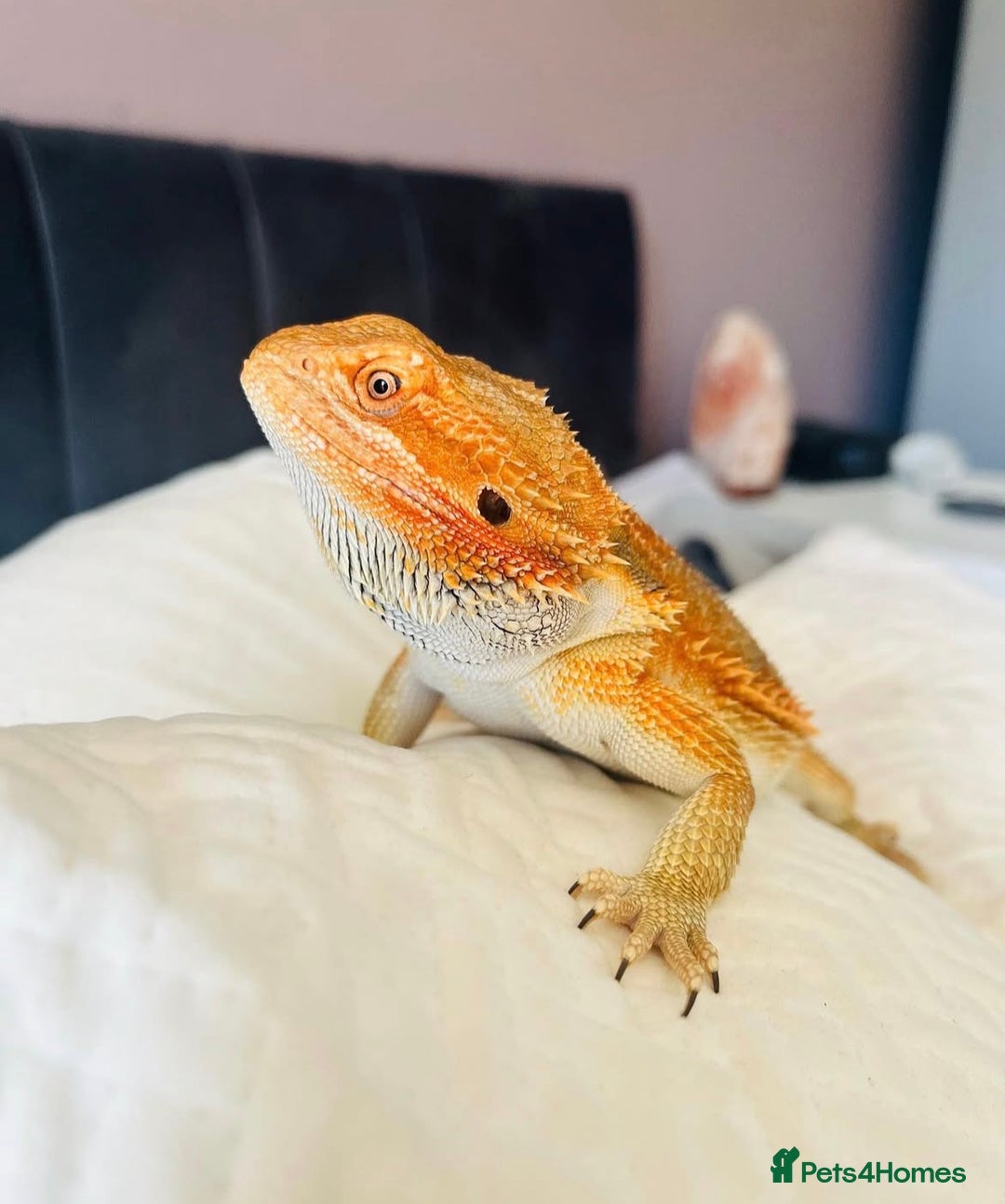Bearded Dragon reptiles for sale: Female Bearded Dragon with full set up  - Image 1
