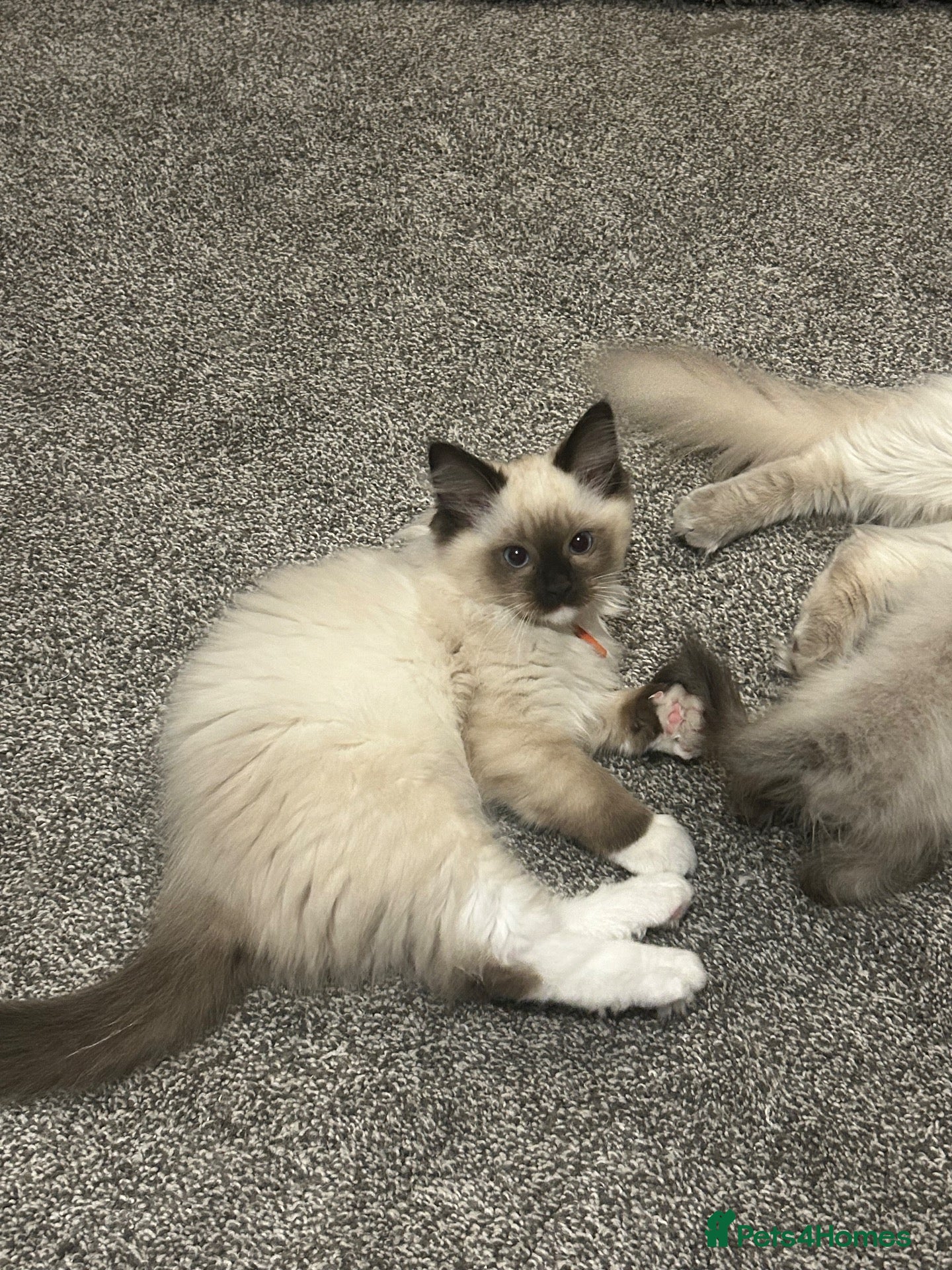 Ragdoll cats for sale: ONLY 2 left now Gccf health tested boys  - Advert 1