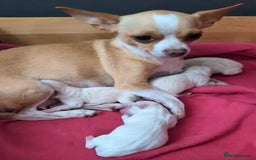 Chihuahua dogs for sale: Chihuahua puppies - Image 5