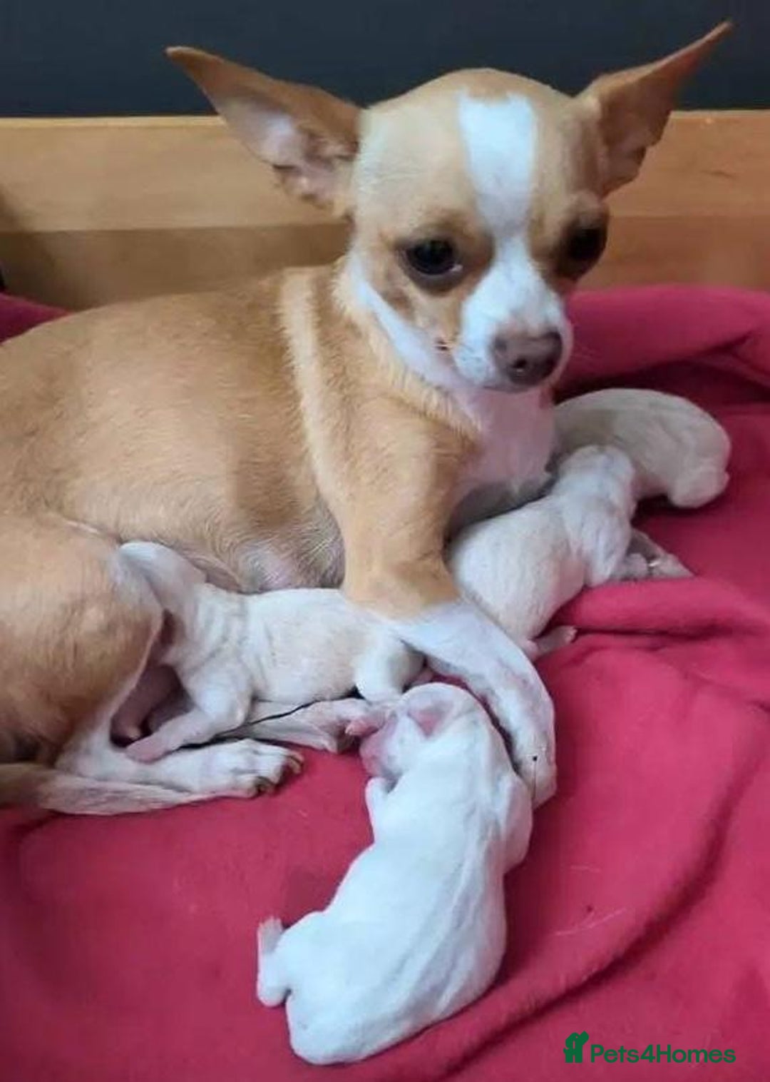 Chihuahua dogs for sale: Chihuahua puppies - Image 5