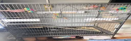 Budgerigars birds for sale: Female & Male Budgies with cage and accessories  - Advert 2