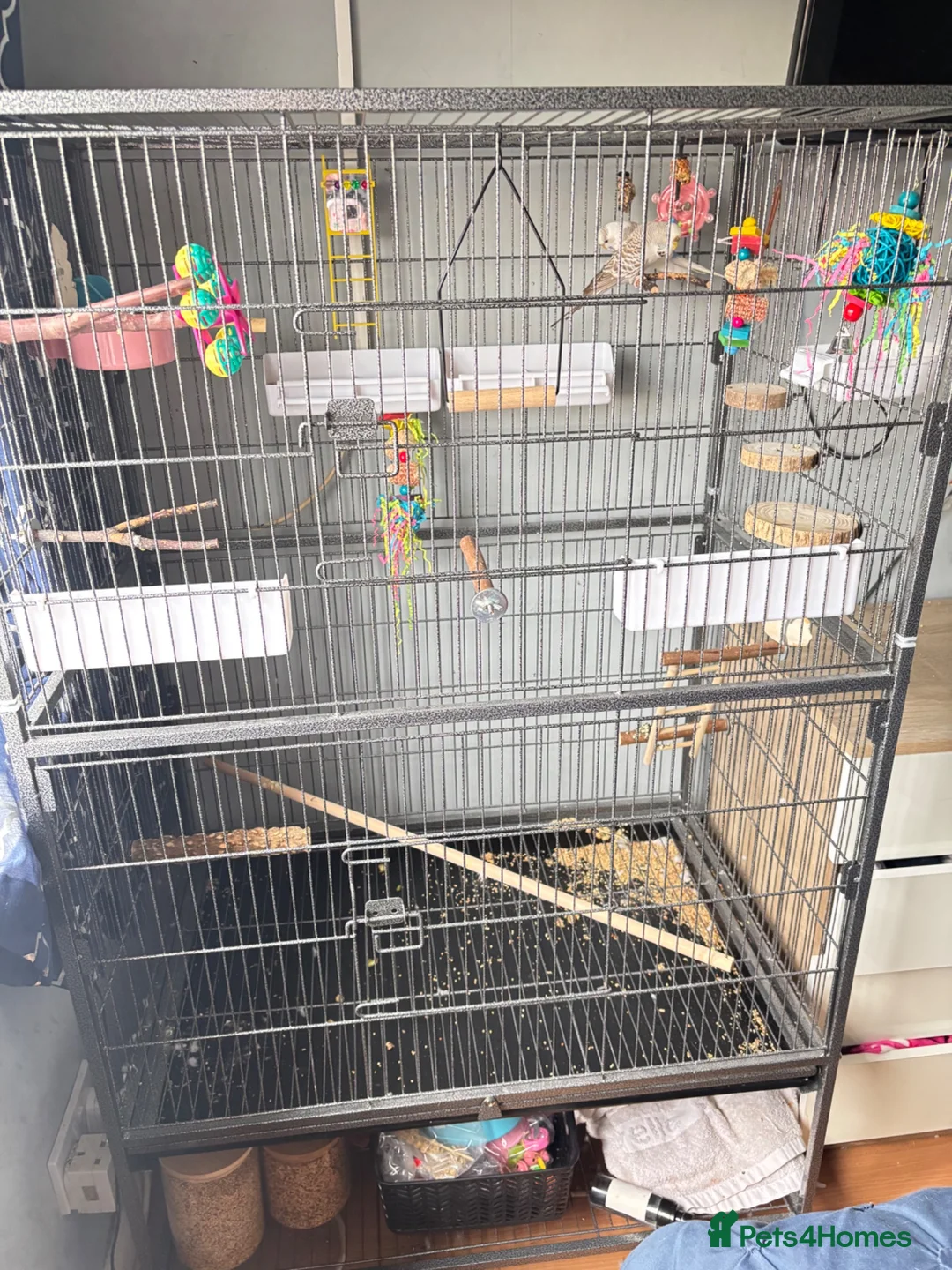 Budgerigars birds for sale: Female & Male Budgies with cage and accessories  - Advert 2