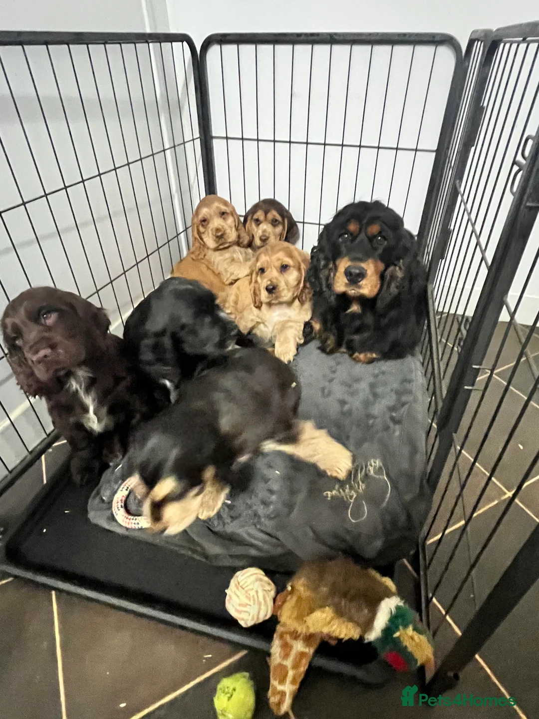 Cocker Spaniel dogs for sale: Gorgeous true to type KC show cockers - Advert 12