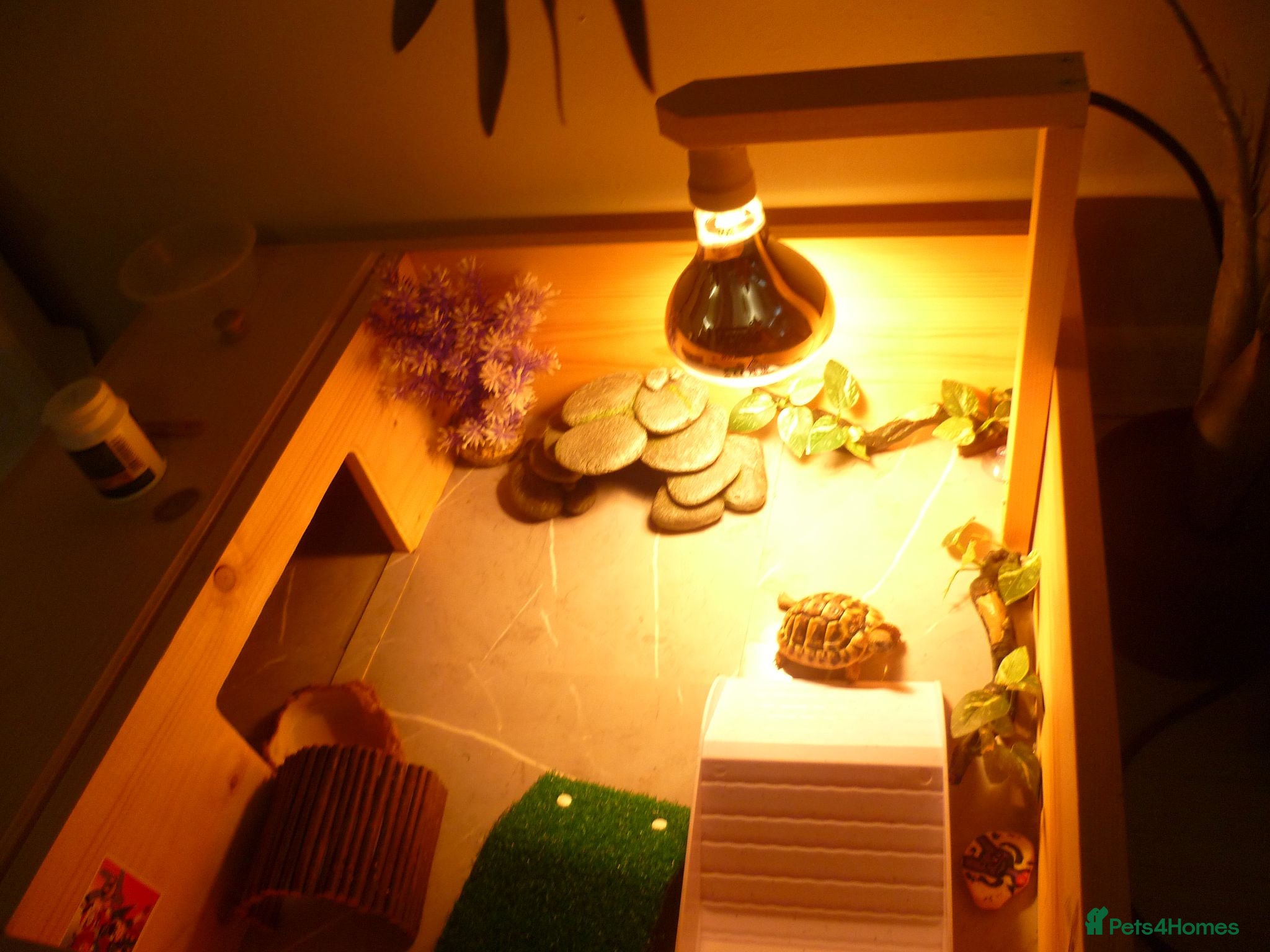 Hermann Tortoise reptiles 1 Year Old Hermann Tortoise with Tortoise Table - Advert 1
