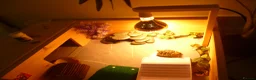 Hermann Tortoise reptiles for sale: 1 Year Old Hermann Tortoise with Tortoise Table - Advert 1