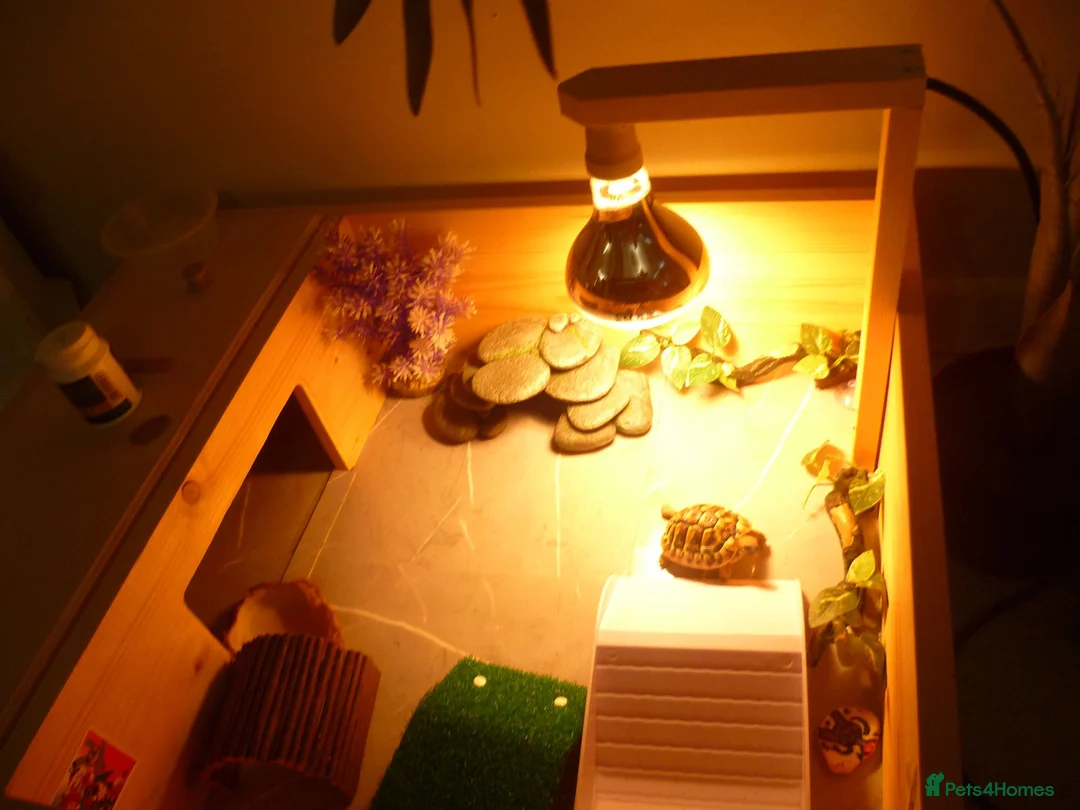 Hermann Tortoise reptiles for sale: 1 Year Old Hermann Tortoise with Tortoise Table - Advert 1